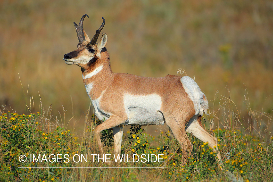 Pronghorn Antelope buck in habitat.