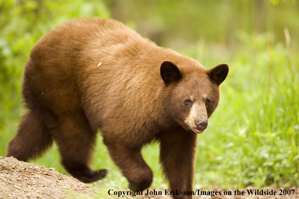 Black bear (brown-phase)