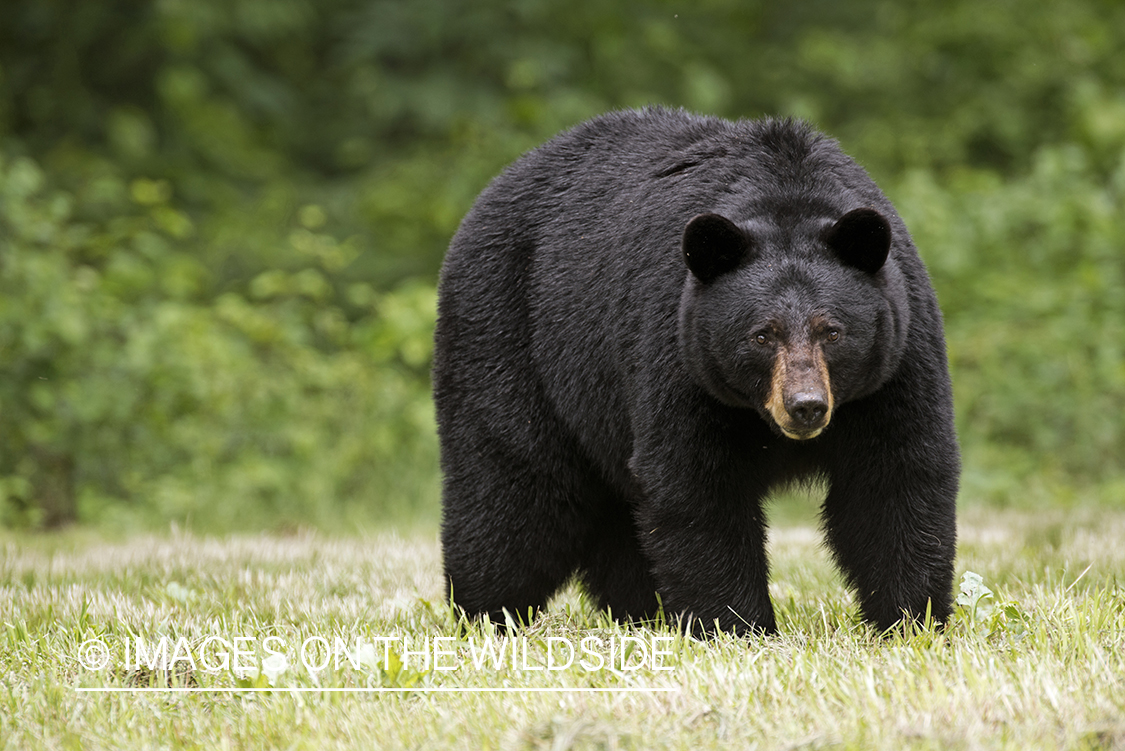 Black Bear in habitat. 