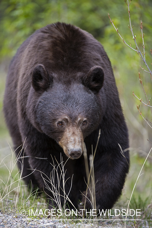 Black bear in habitat.