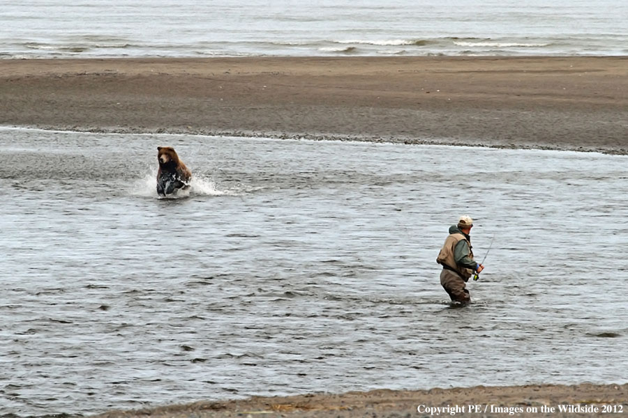 Brown Bear and flyfisherman, in Alsaka.