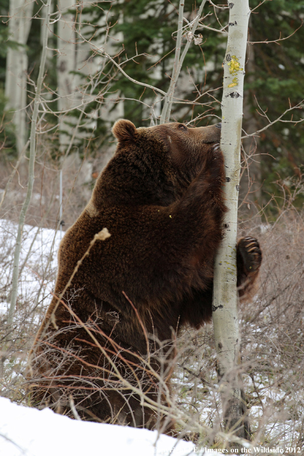 Grizzly Bear in habitat.