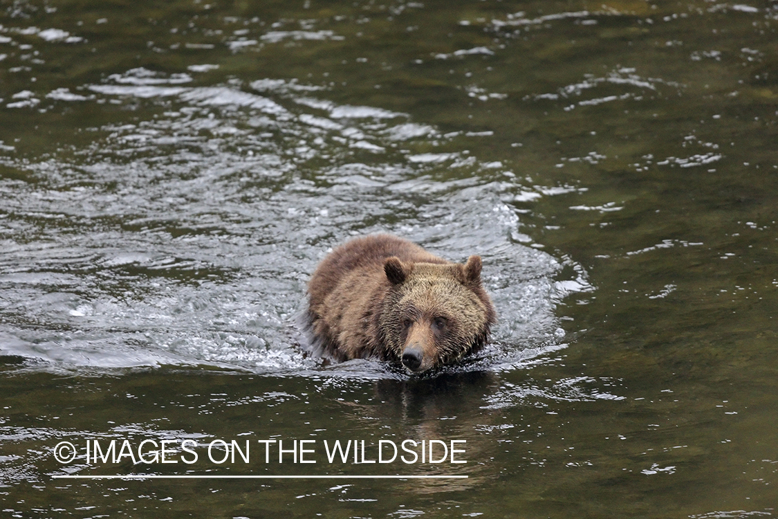 Grizzly Bear in habitat.