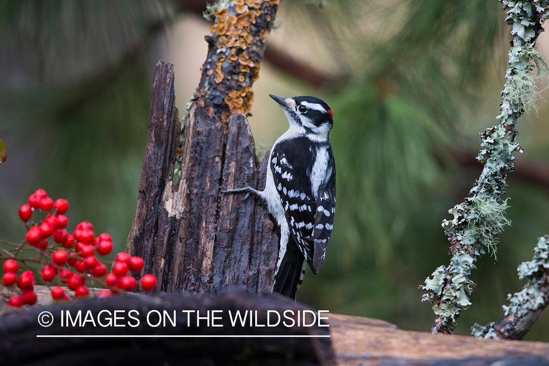 Downy woodpecker in habitat.