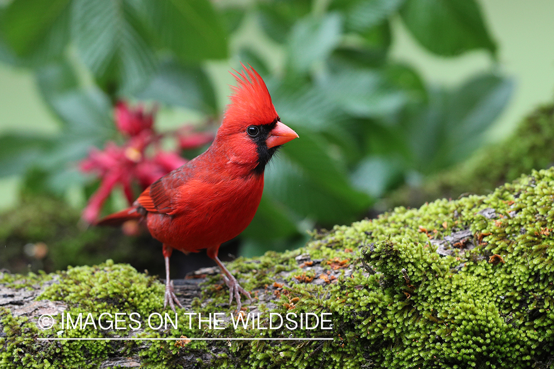 Northern cardinal in habitat.