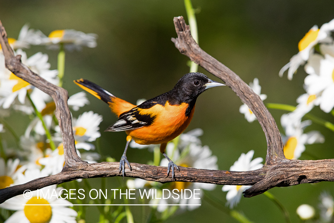 Baltimore Oriole on branch.