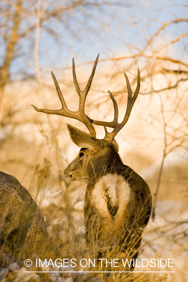 Mule deer in habitat.