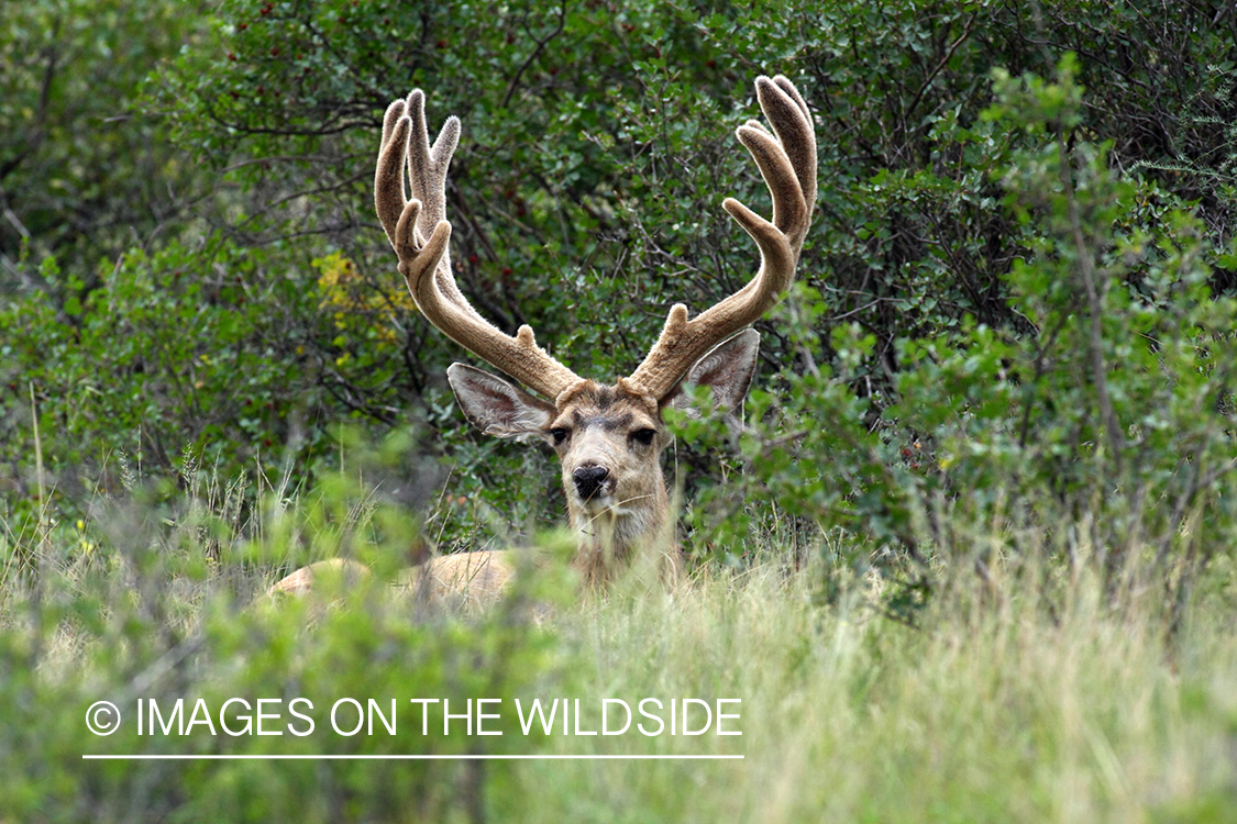 Mule deer buck in habitat. 