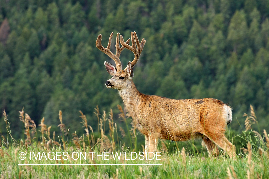 Mule deer buck in habitat. 