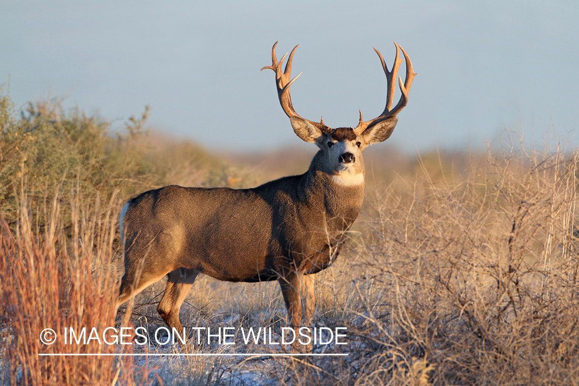 Mule Deer buck in habitat.