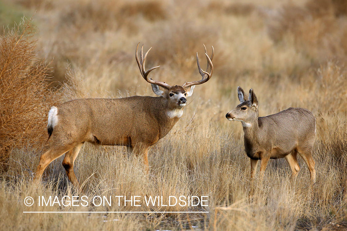 Mule deer buck with doe. 