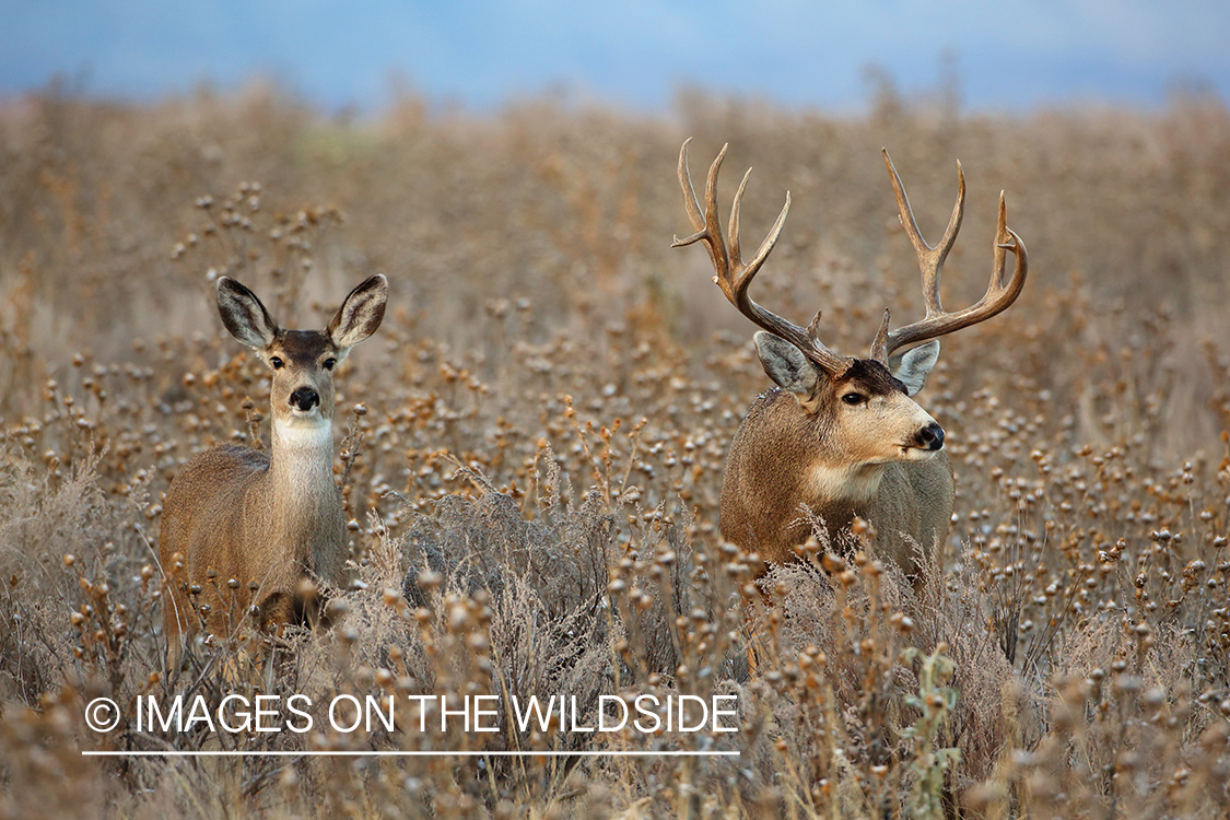 Mule deer buck with doe in habitat.