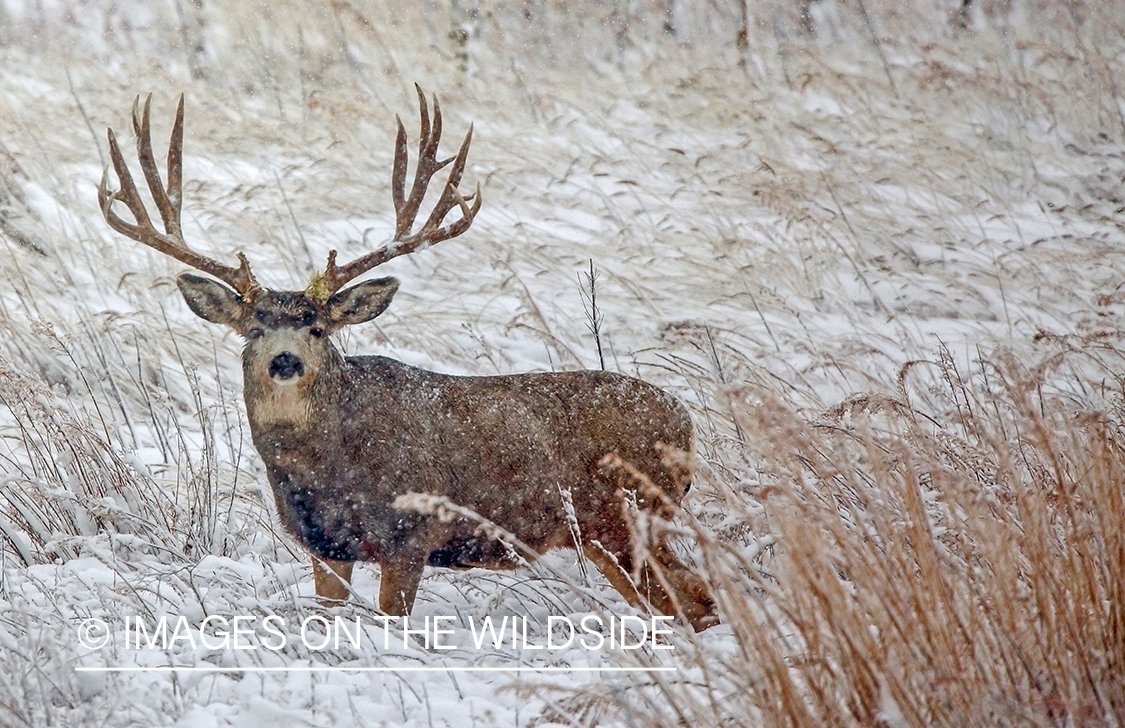 Mule deer buck in snow.