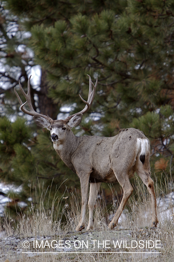 Mule deer buck in field.