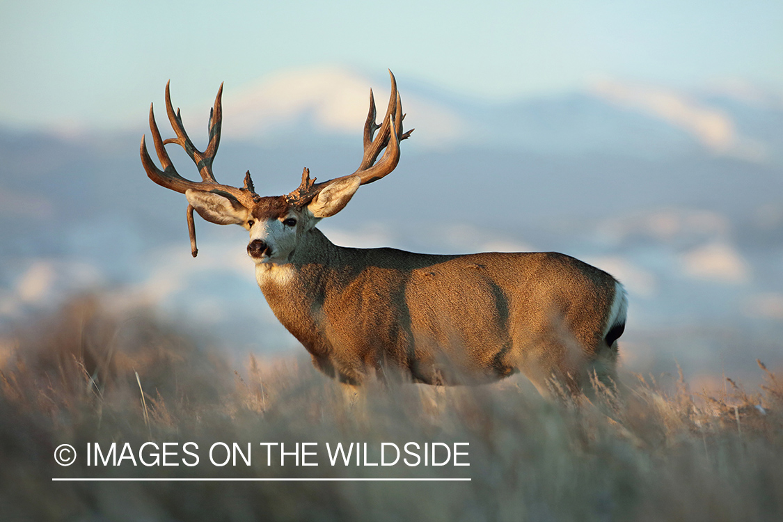 Mule deer buck in winter field.