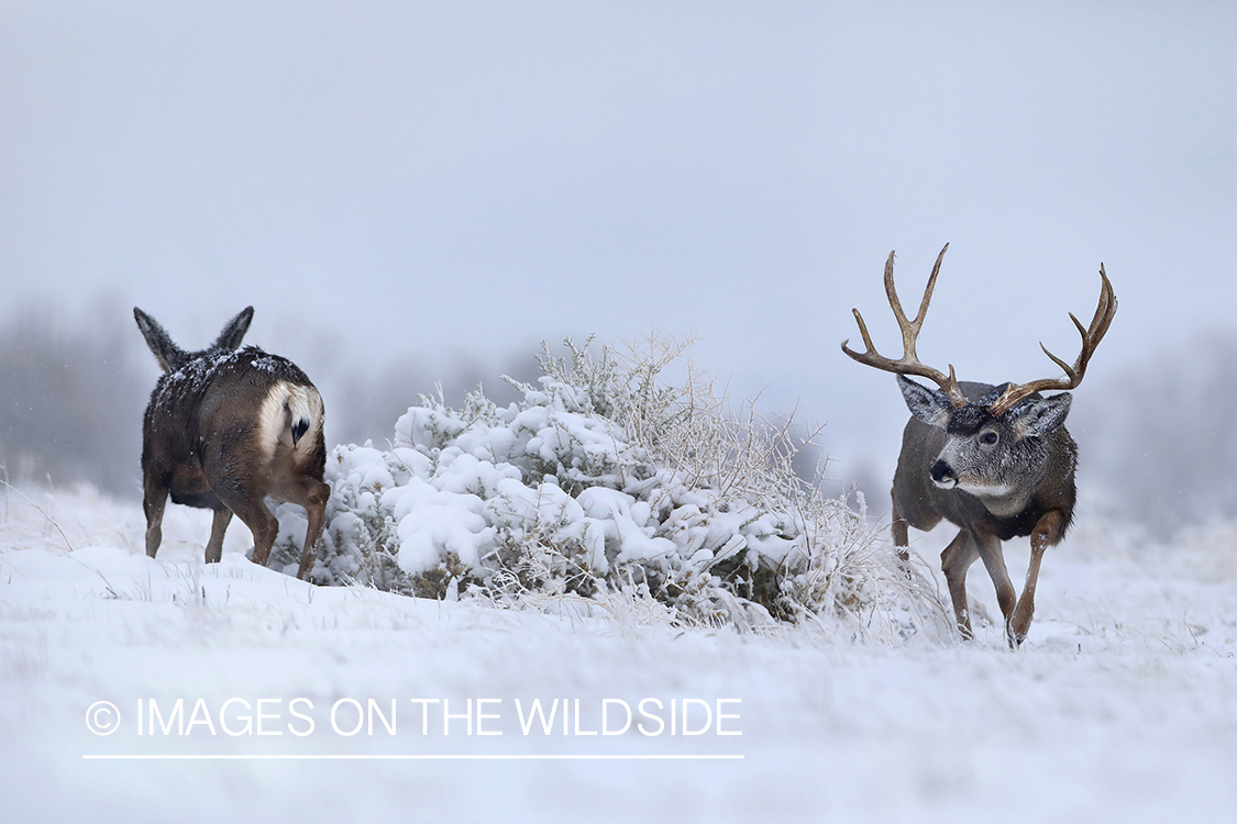 Mule deer buck with doe.