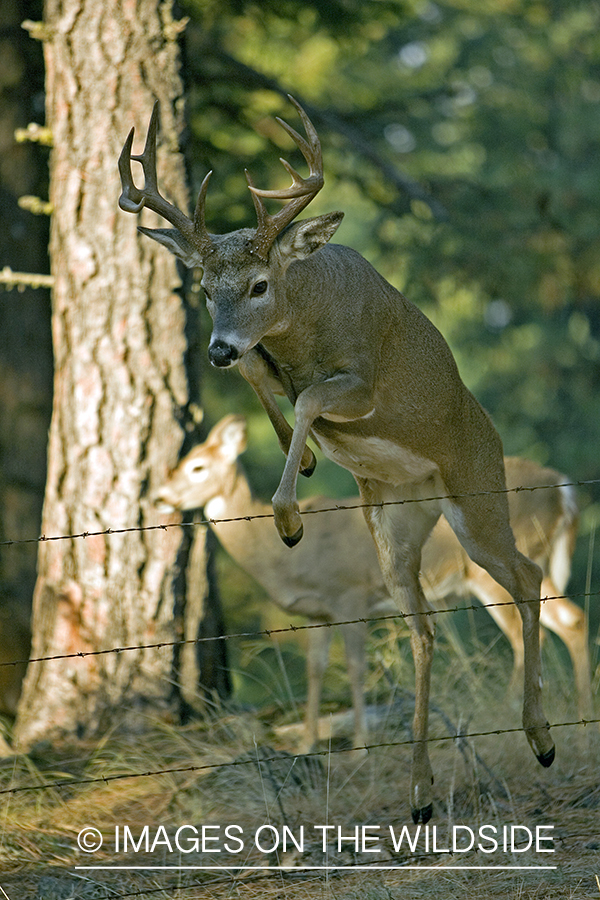 White-tailed deer jumping fence