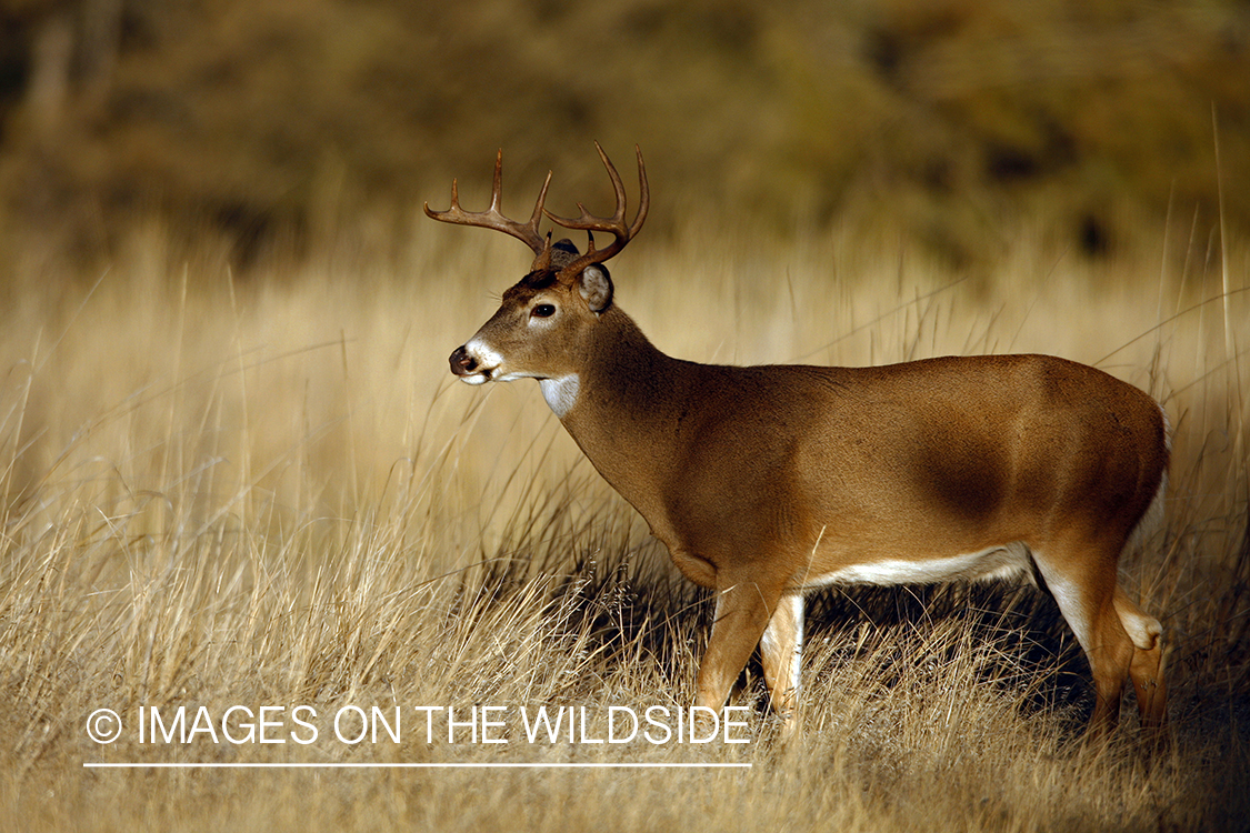 Whitetail Buck