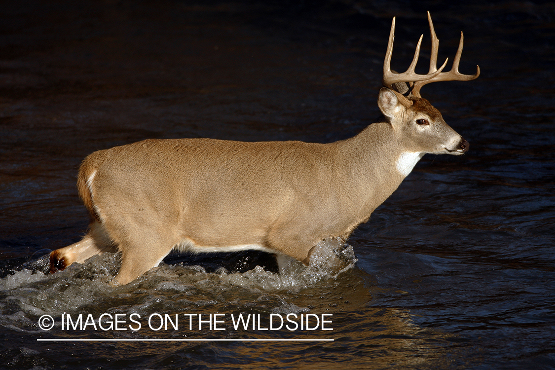 Whitetail Buck