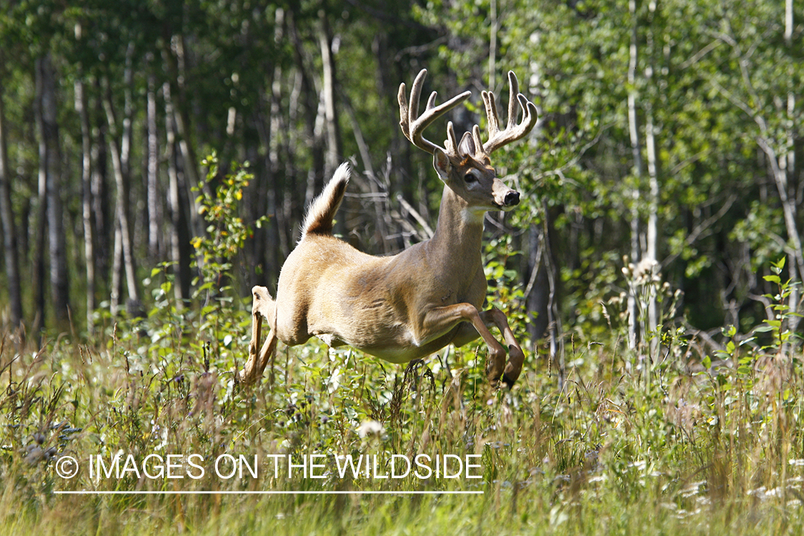 Whitetail buck in velvet