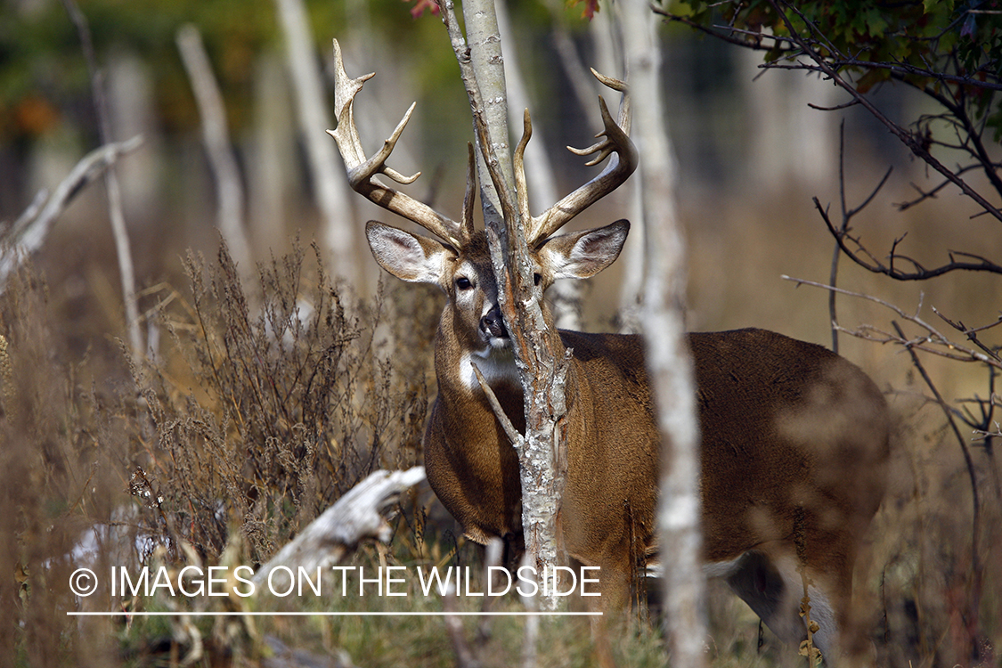 Whitetail buck in habitat