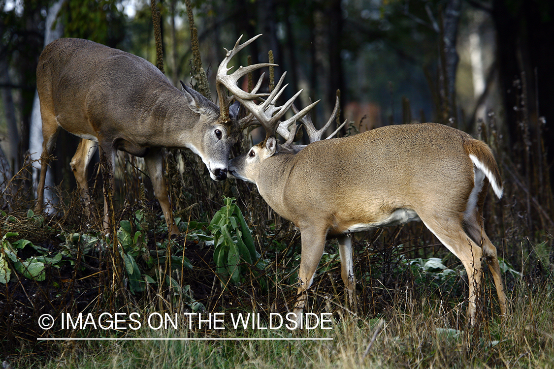 Whitetail bucks in habitat