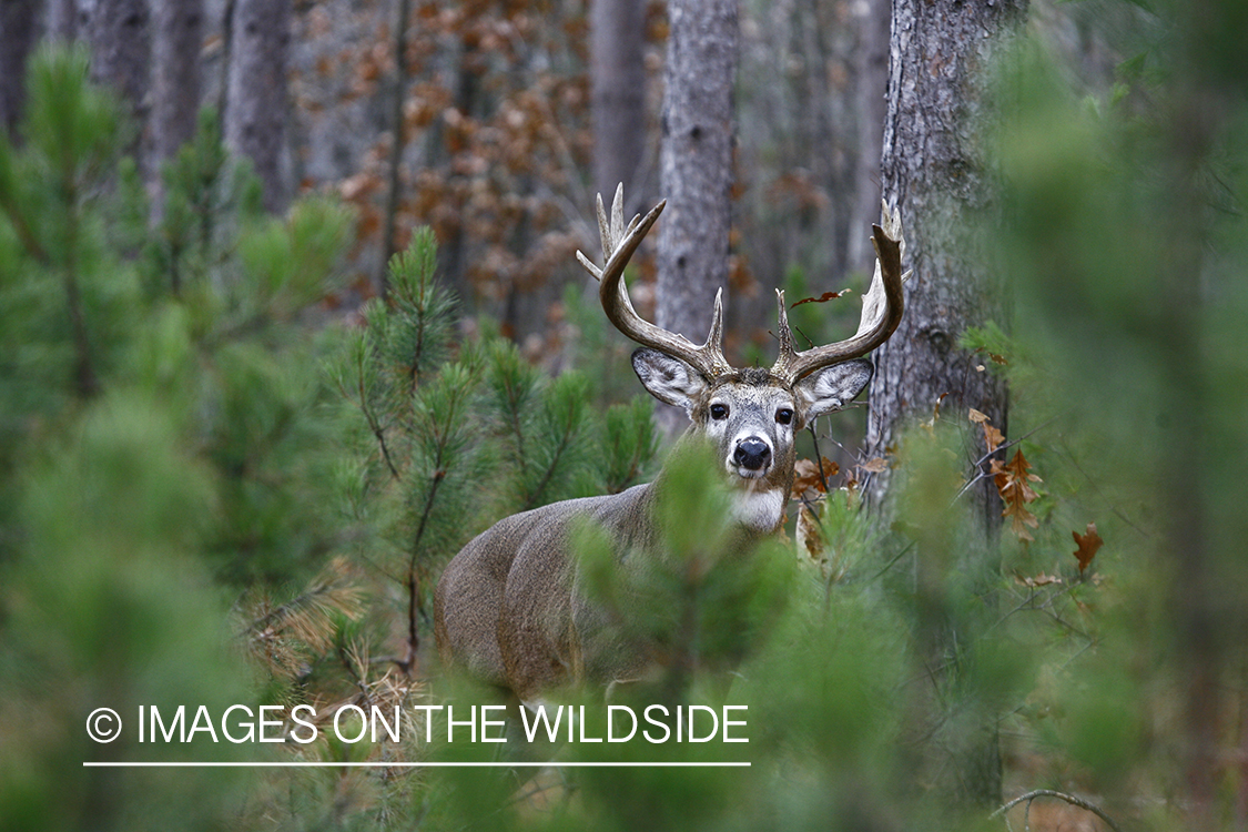 Whitetail buck in habitat