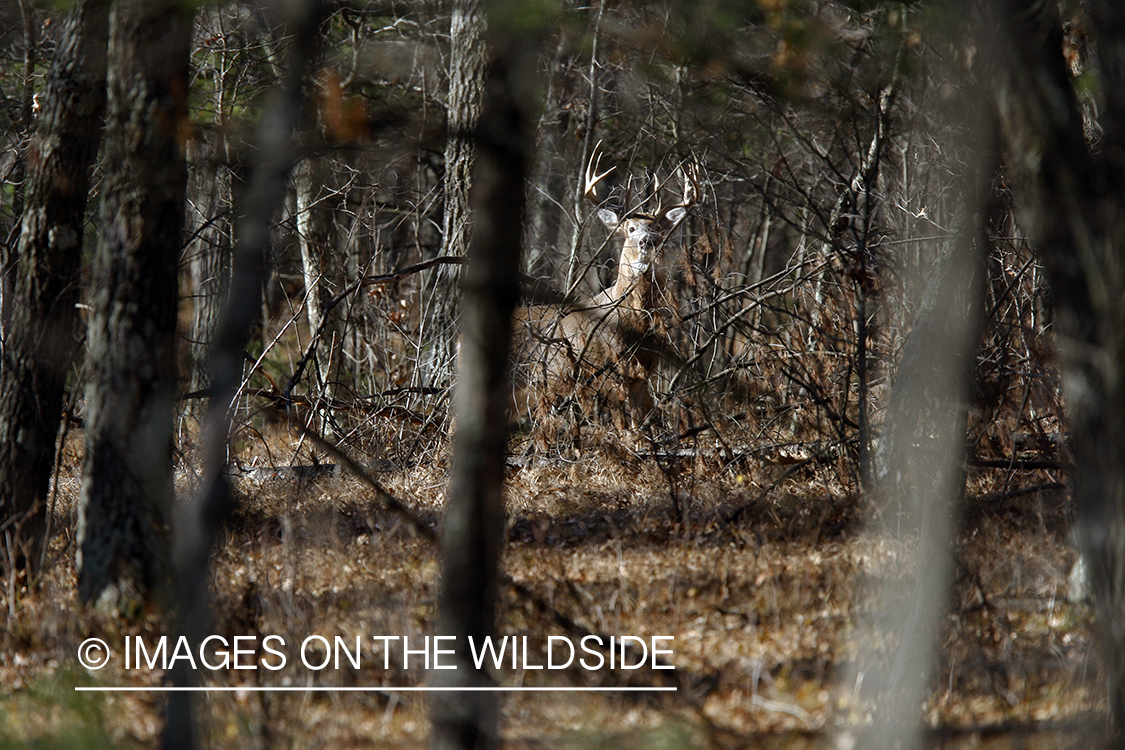 Whitetail buck in habitat.