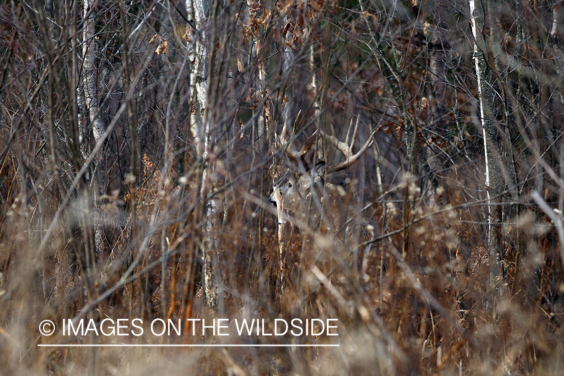 Whitetail buck in habitat.