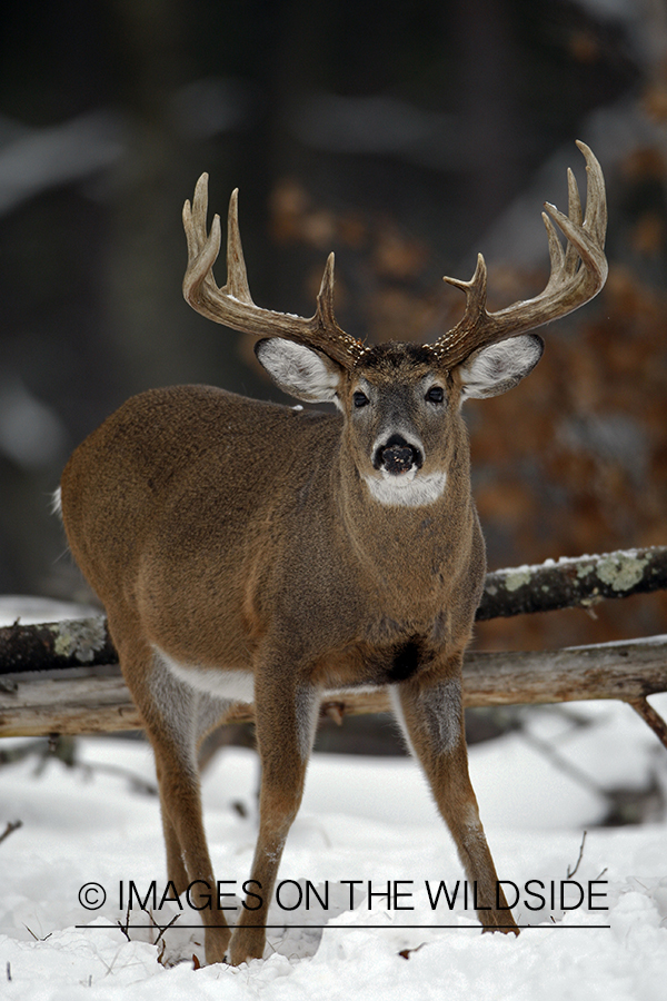 White-tailed buck in habitat.