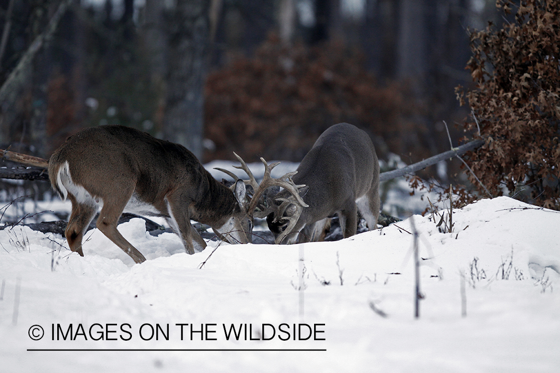 White-tailed buck in habitat.