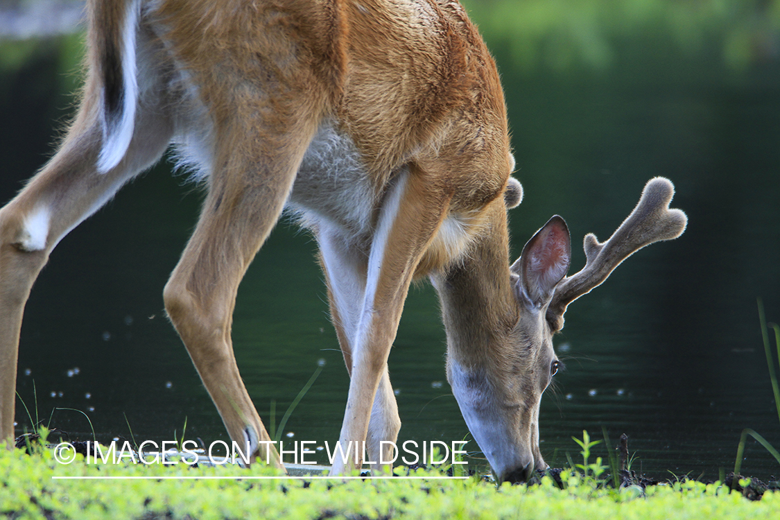 Summer Deer in Velvet