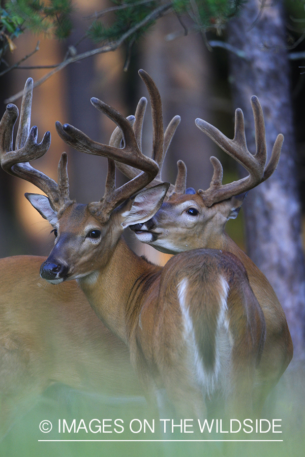 White-tailed deer in velvet