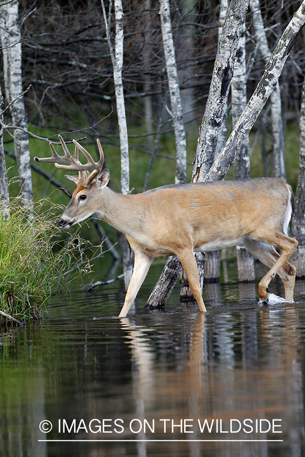 White-tailed buck in velvet 