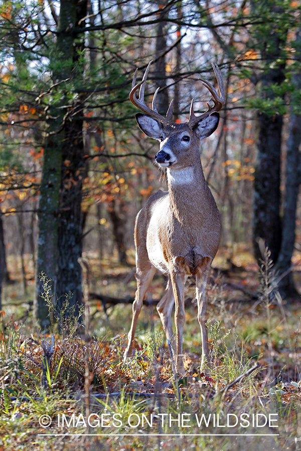 White-tailed buck in habitat. *