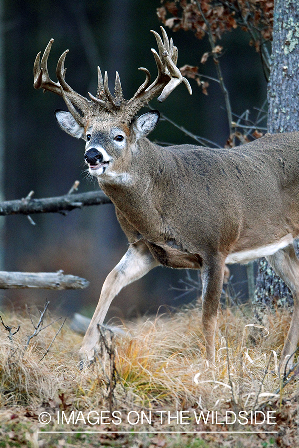 White-tailed buck in habitat. *