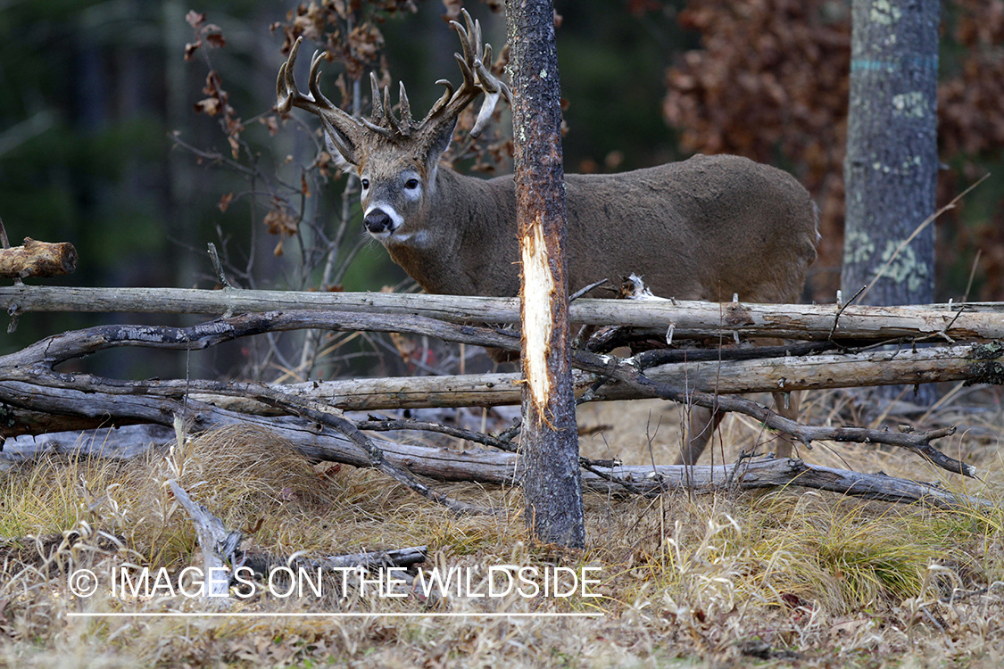 White-tailed buck in habitat. 