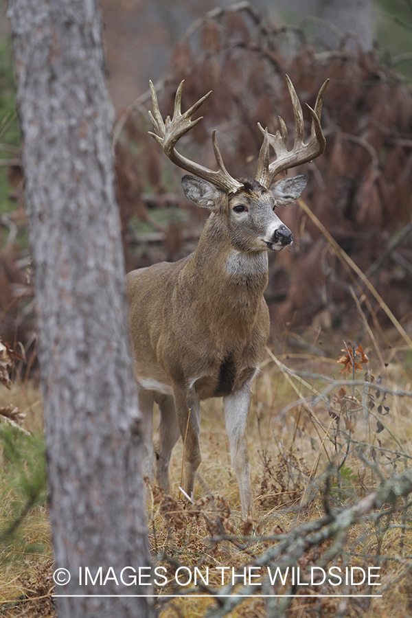 White-tailed buck in habitat. 