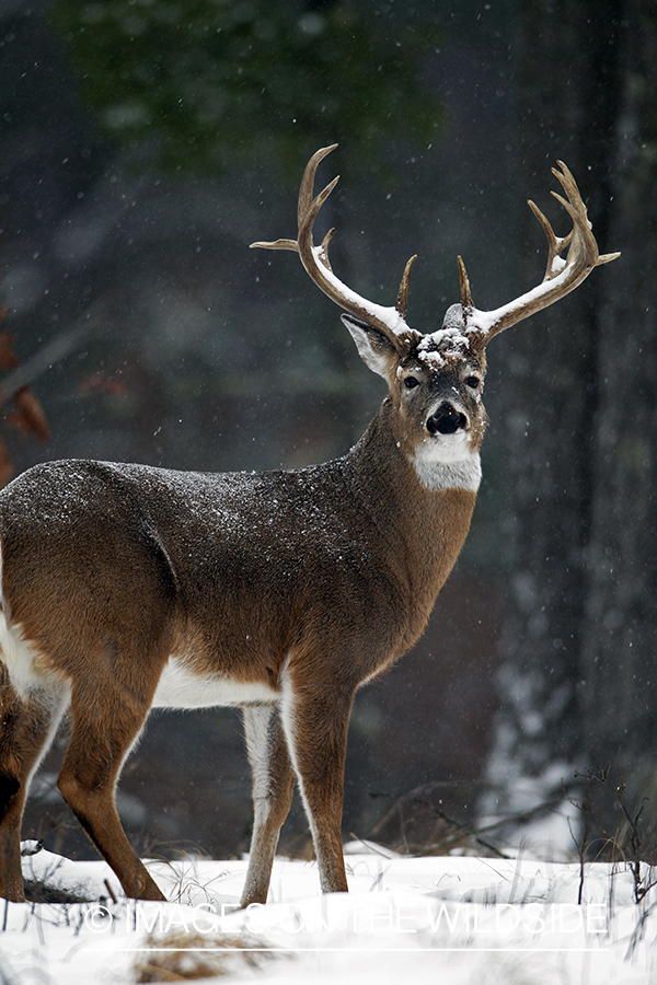 White-tailed buck in habitat. *