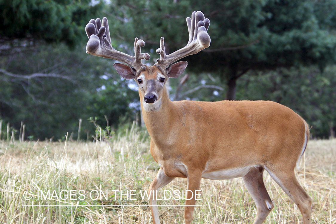 White-tailed buck in habitat. 