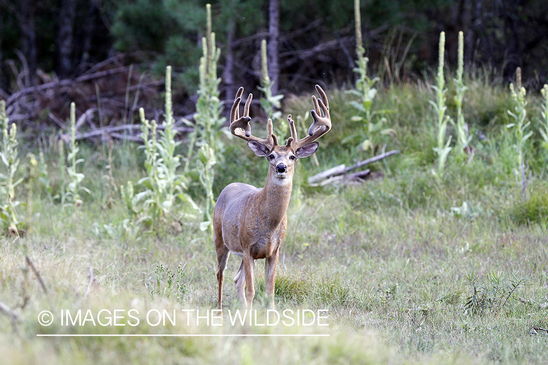 White-tailed buck in velvet.  