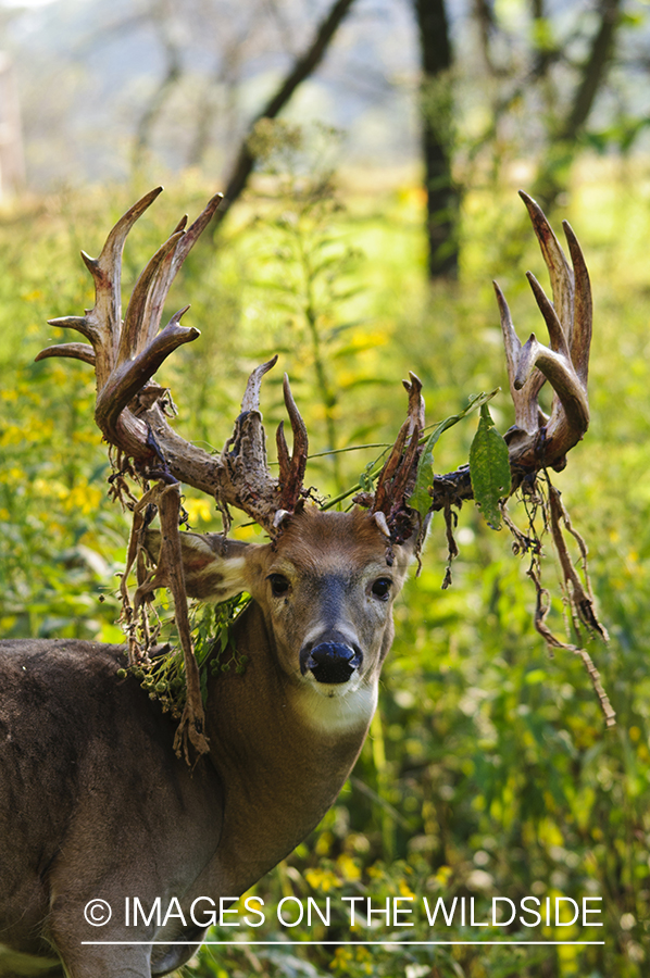 White-tailed buck shedding velvet.  