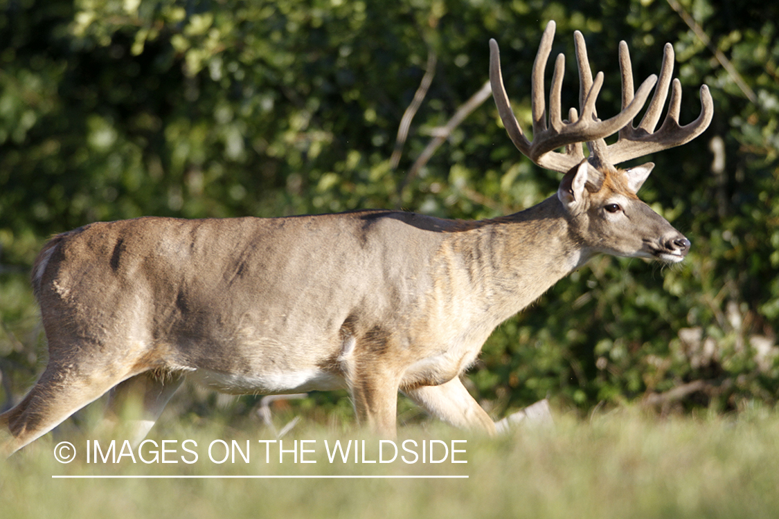 White-tailed buck in velvet.  