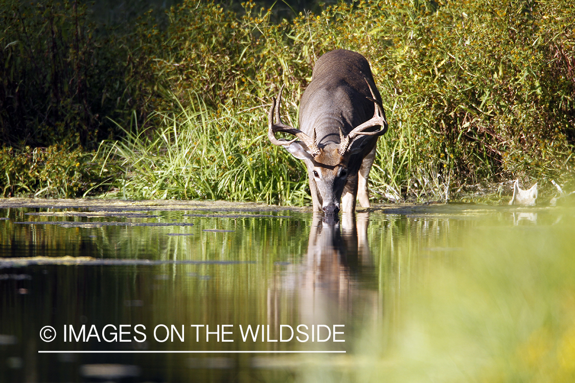 White-tailed buck drinking from creek. 