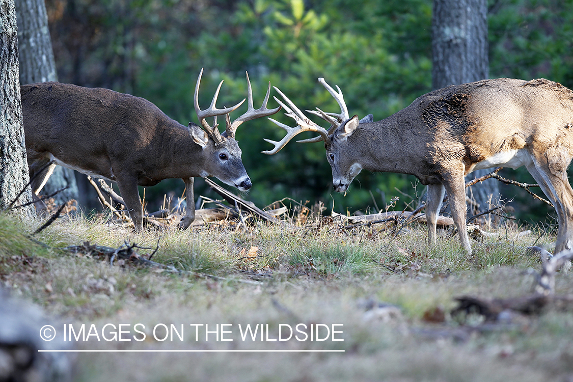 White-tailed bucks fighting. 