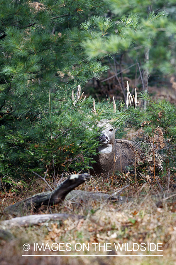 White-tailed buck in habitat.  