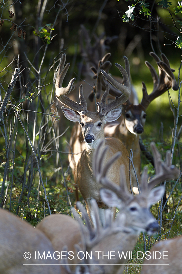 White-tailed bucks in velvet.