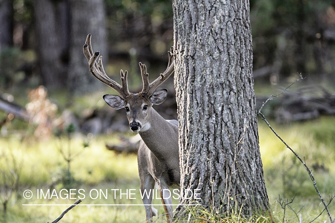 White-tailed buck in habitat.