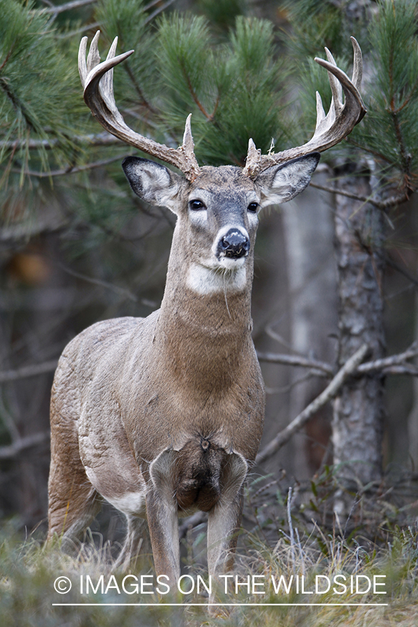 White-tailed buck in habitat.