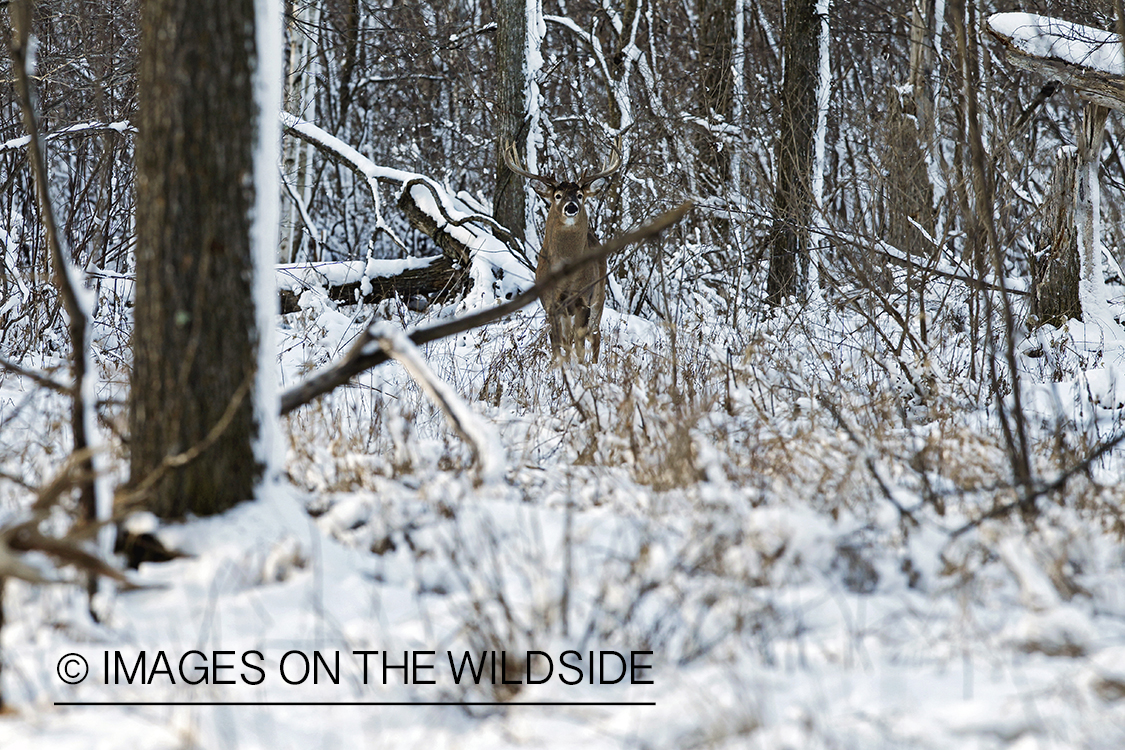 White-tailed buck in winter habitat.